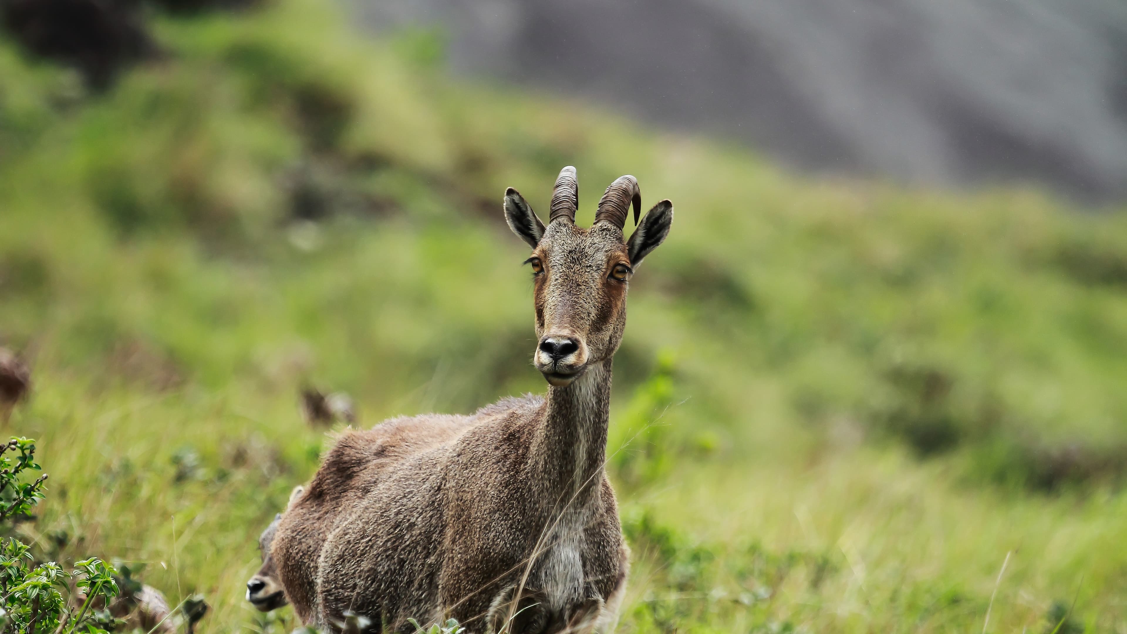 Rise in Nilgiri Tahr Population