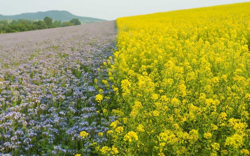 Reconstitution of Agricultural Biodiversity Committee