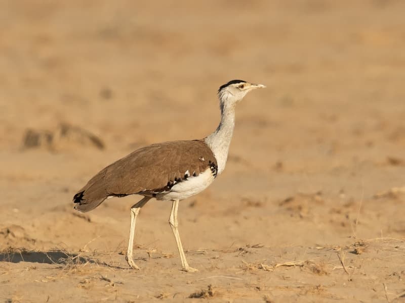 Project GIB Breeding Program Updates