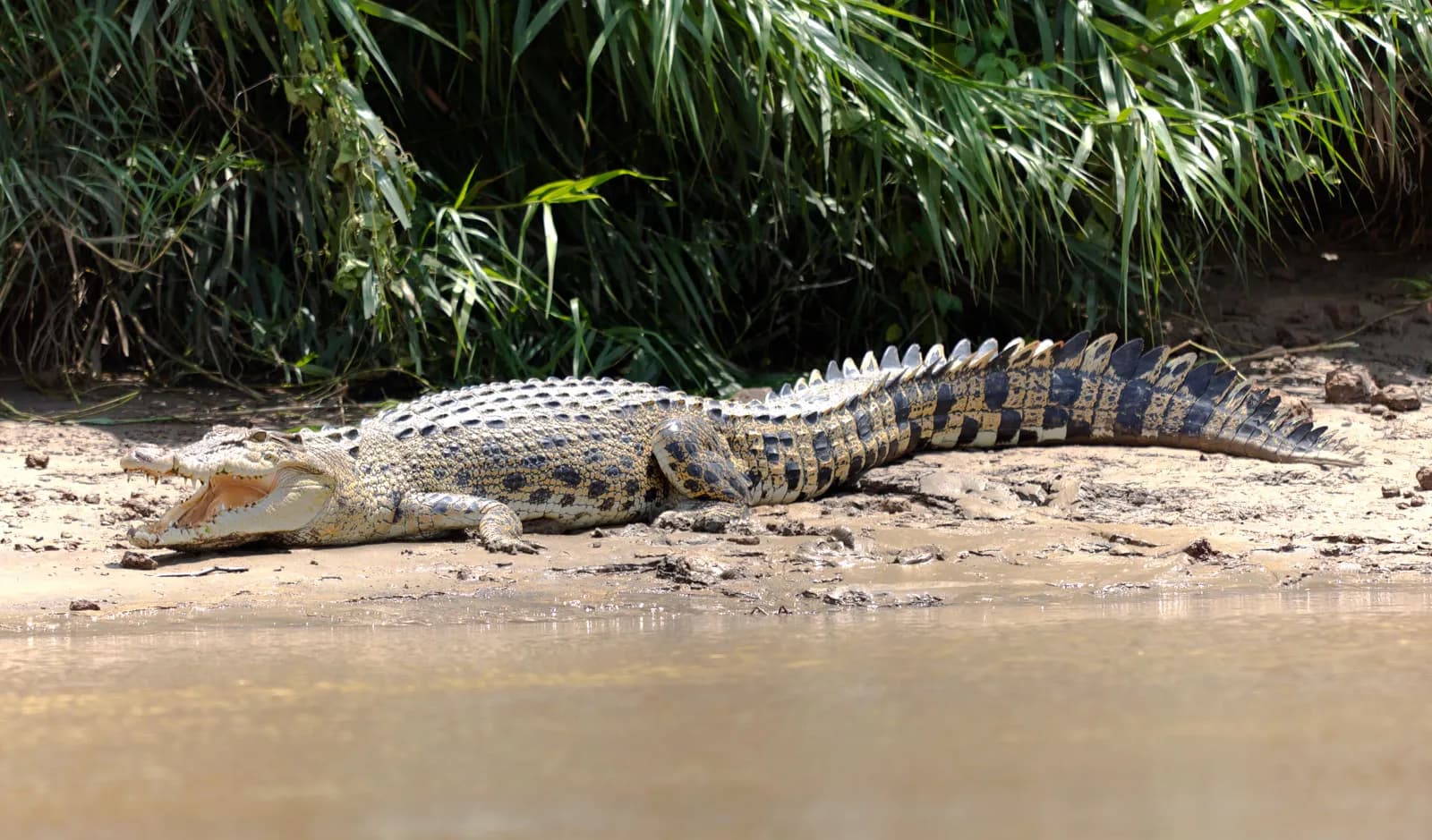 Crocodile Conservation Efforts in Andhra
