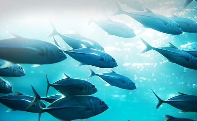 Uttar Pradesh Fisheries Policy Initiative