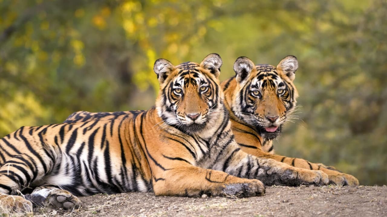 India's Successful Tiger Translocation Initiative