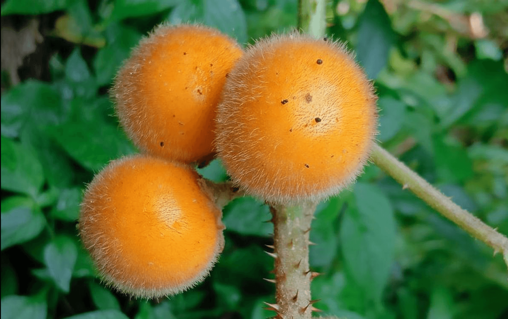 New Wild Brinjal Species Discovered