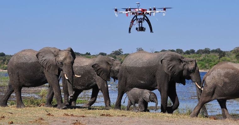 Efforts to Manage Wild Elephant Conflicts