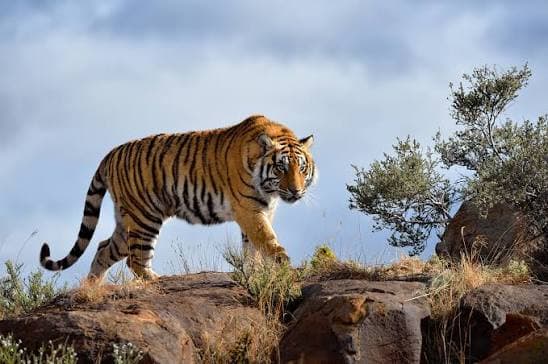 National Workshop on Tiger Rehabilitation