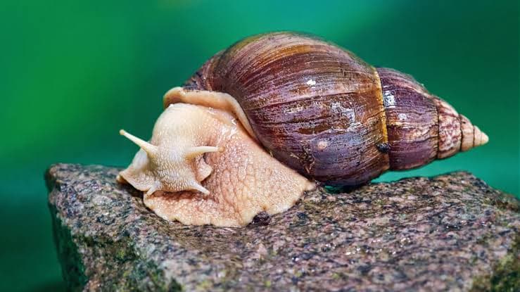 Giant African Snail Infestation in Schools