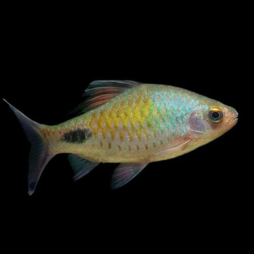 Conservation Initiative for Himalayan Fish
