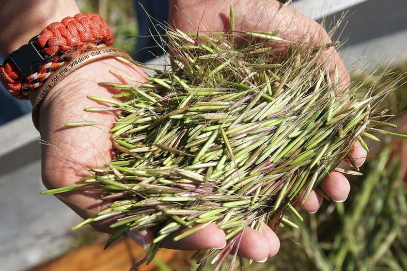 Wild Rice Conservation Project Achievements