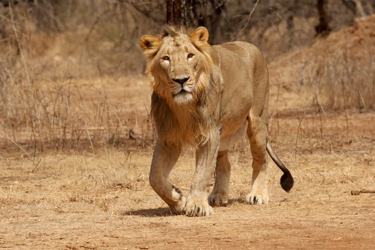 Asiatic Lion Conservation Challenges in India