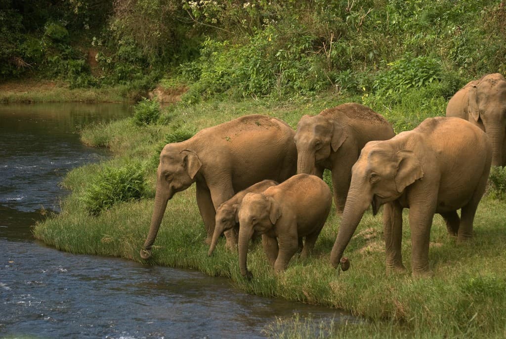 Elephant Death in Anamalai Reserve
