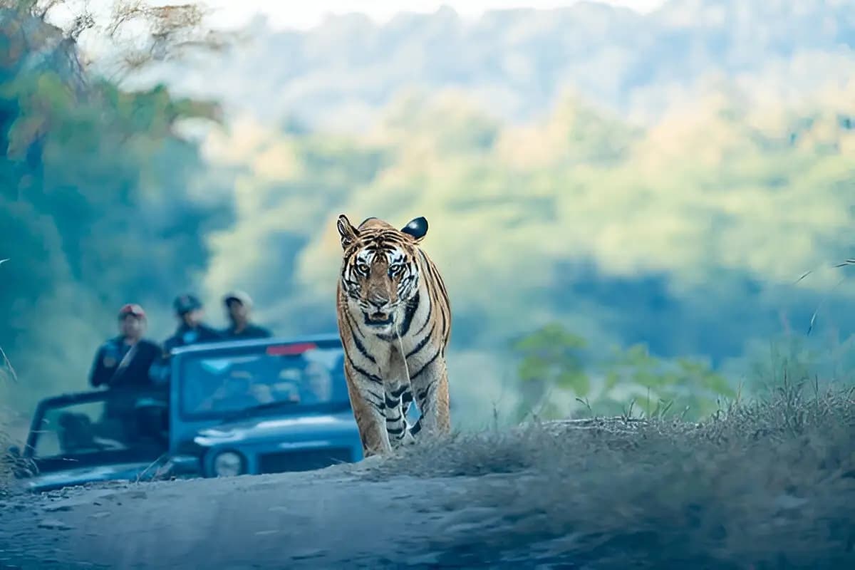 Panna National Park and Project Controversy
