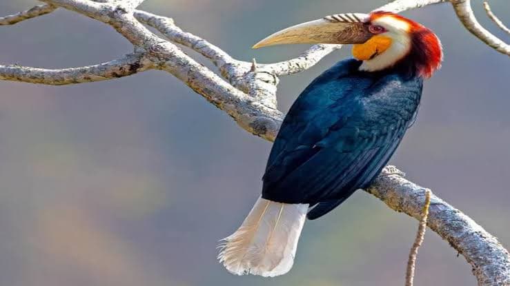Rare Hornbill Sighting in Kerala