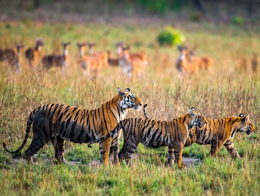 India's Leadership in Tiger Conservation