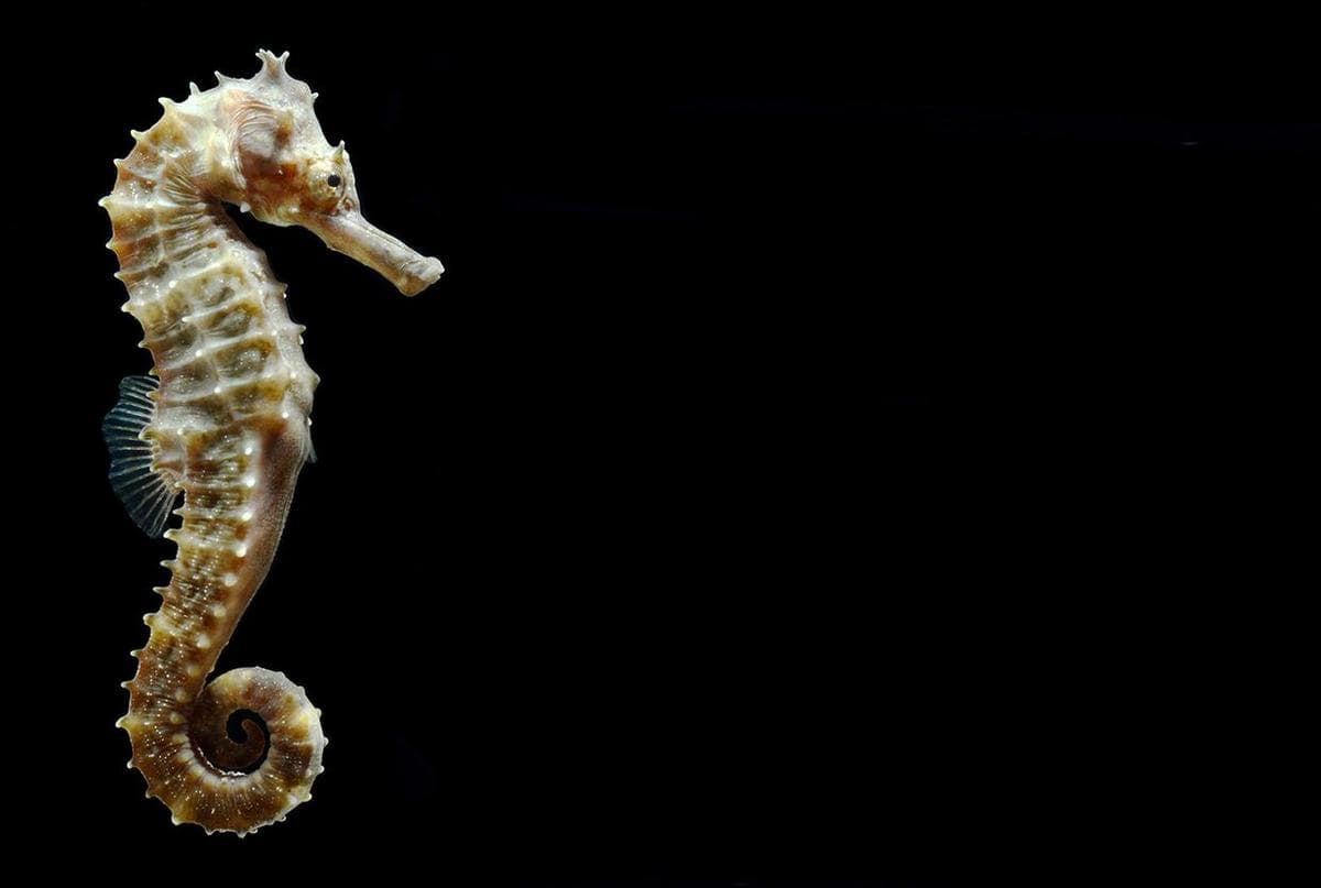 New Seahorse Species Identified