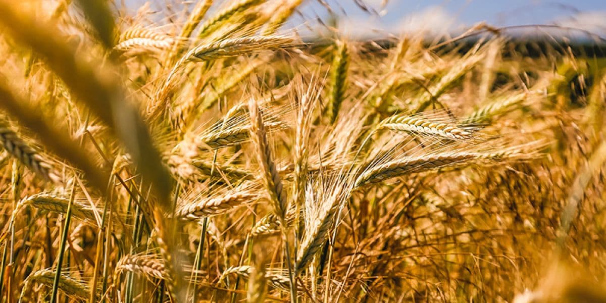 Government's MSP and Agricultural Support