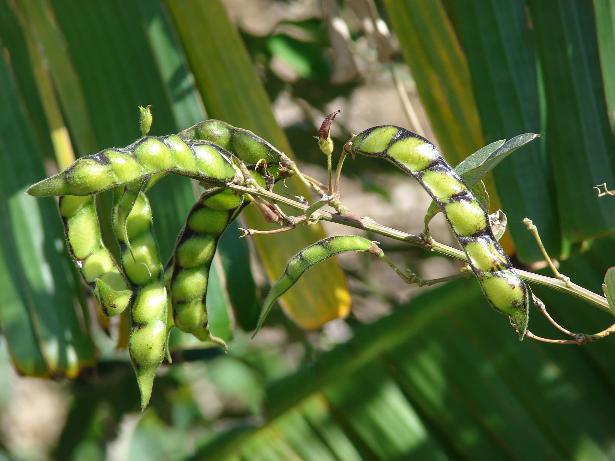 ICAR Develops Pigeonpea Reference Genome