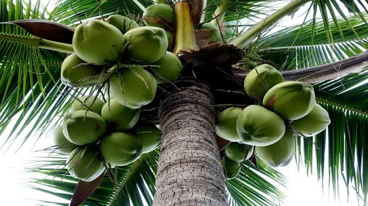 India's Coconut Sector and Global Growth