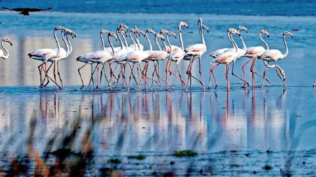 Regulation of Pallikaranai Marshland Construction