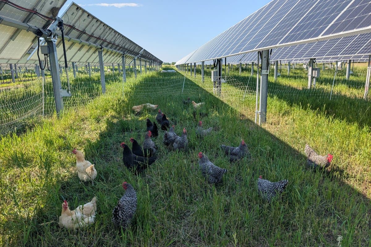 Innovative Solar Farming in Rajasthan