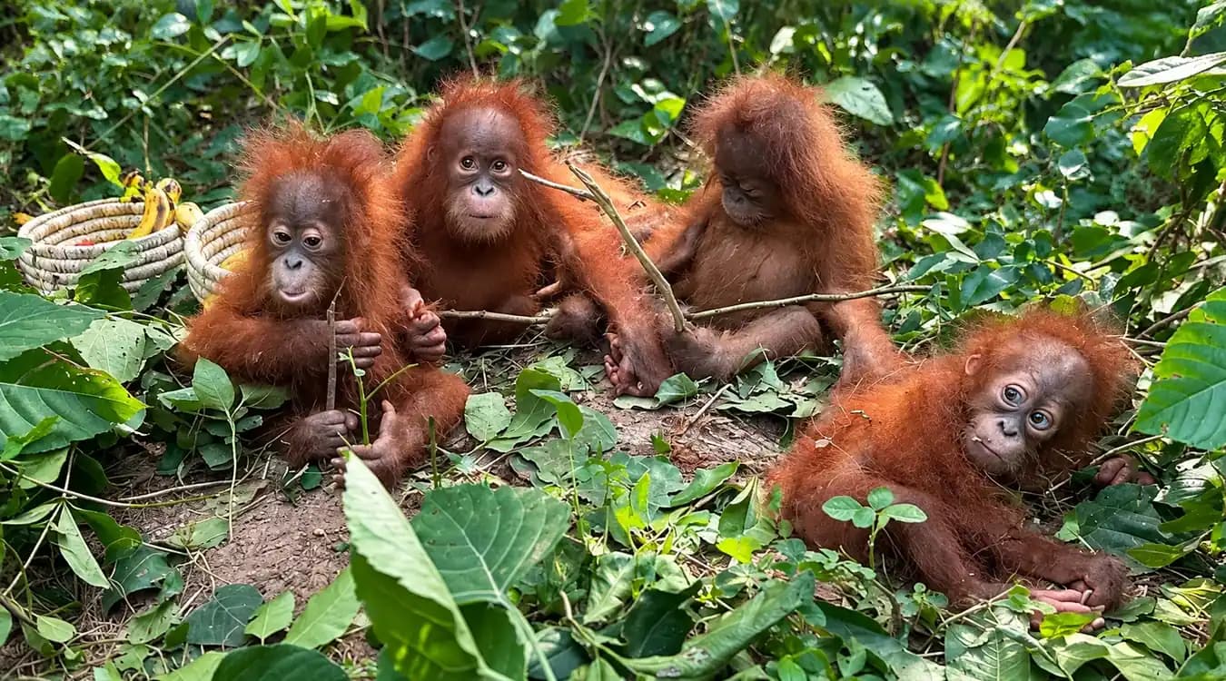 Orangutans Rescued and Repatriation Efforts