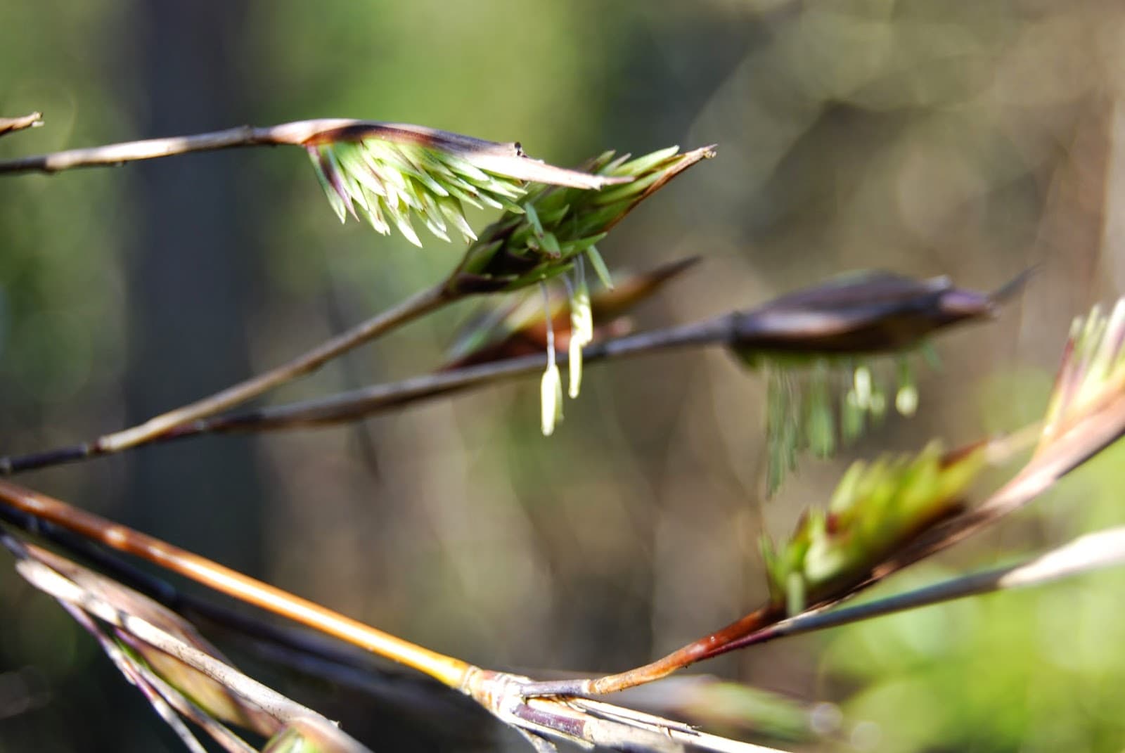 Impact of Bamboo Mass Flowering