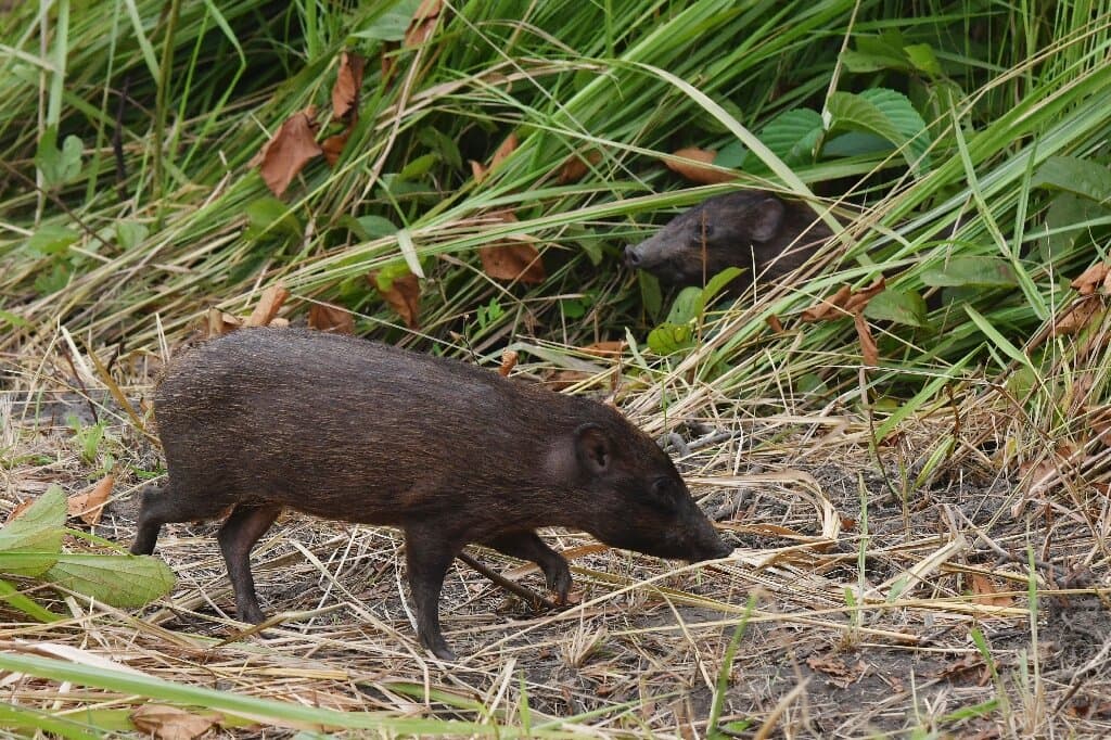 Conservation Efforts for Pygmy Hog