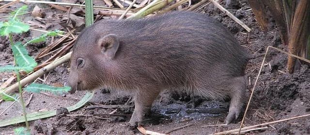 Pygmy Hog Population Increases in Assam