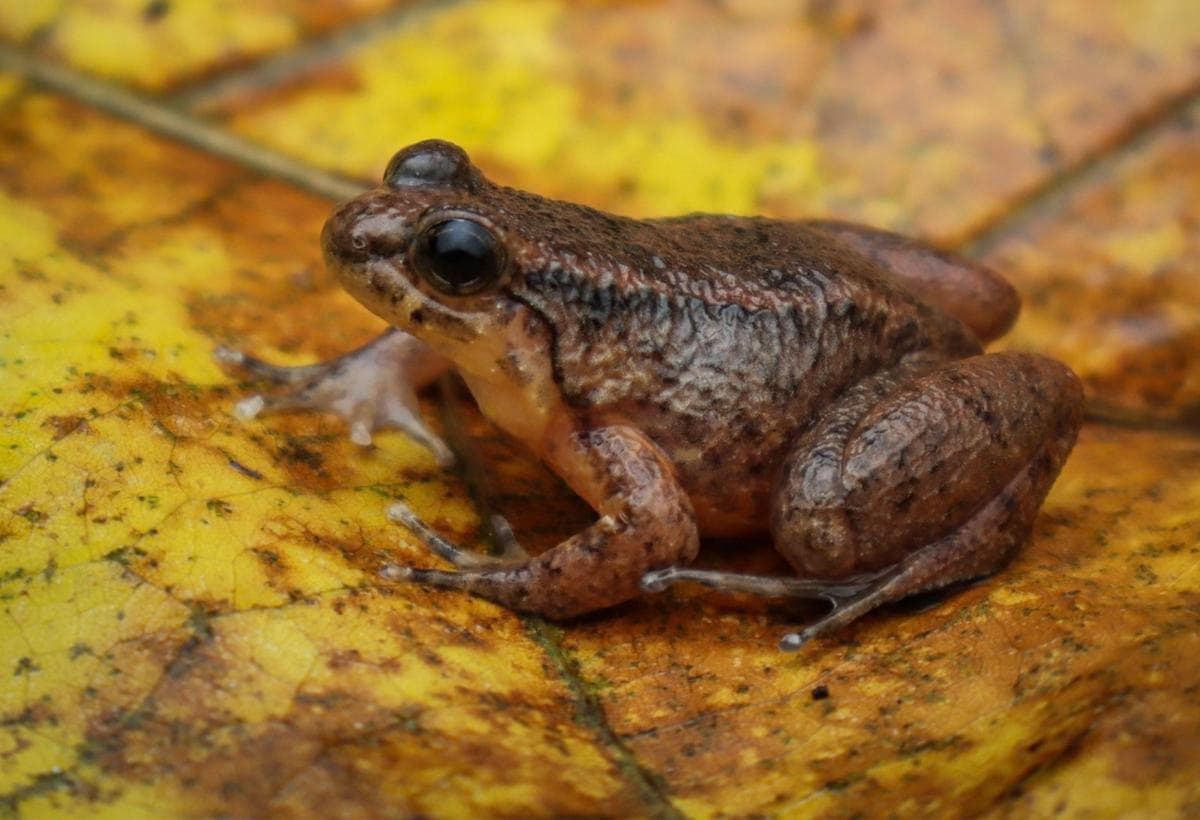 New Frog Species Discovered in Mizoram