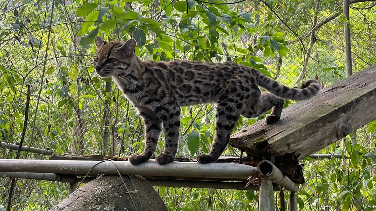 Discovery of New Wild Cat Species