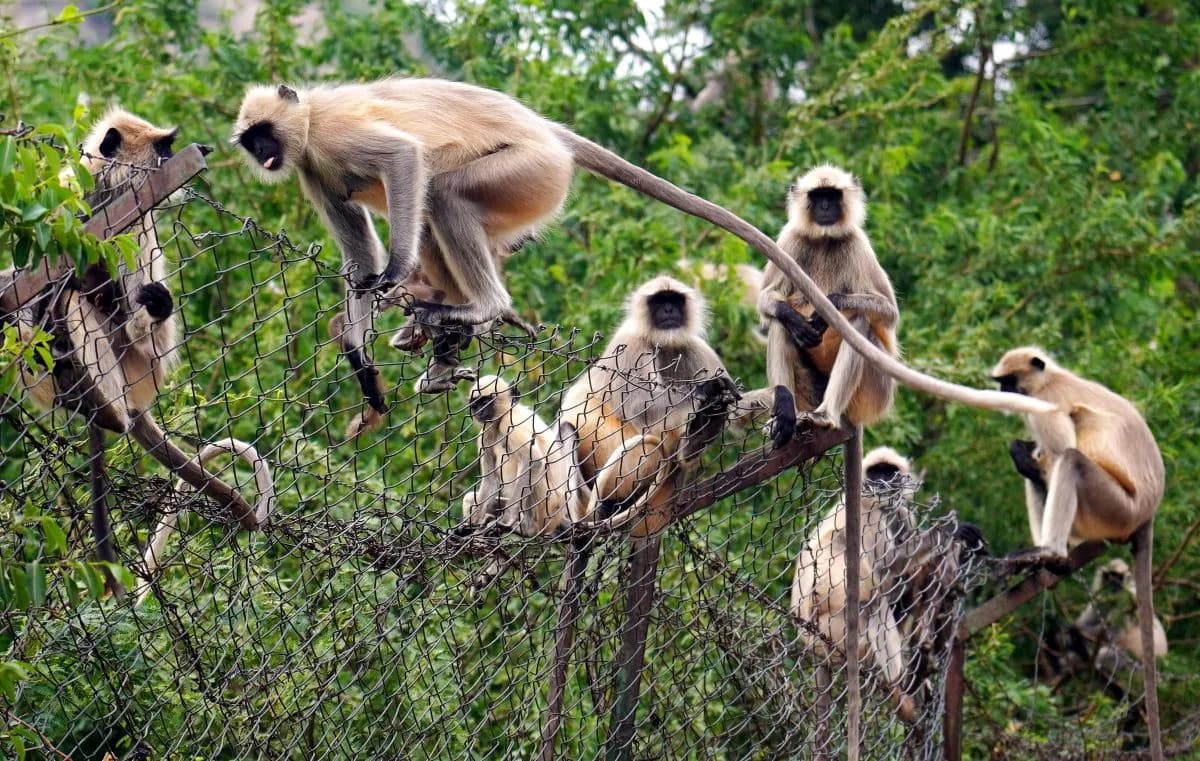 Langur Menace in Chhattisgarh Village