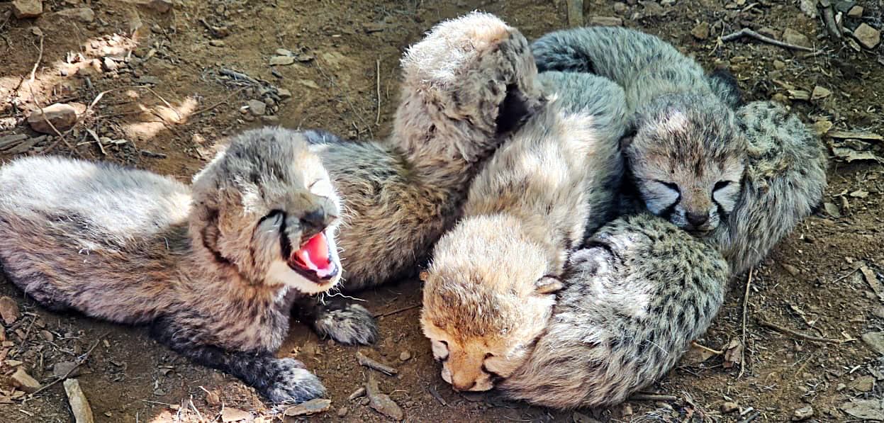 Cheetah Cub Shot in Madhya Pradesh