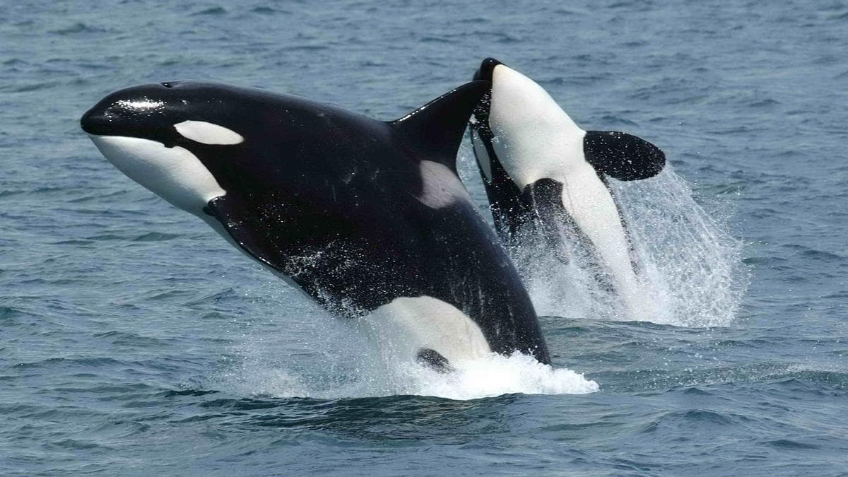 Killer Whales Share Prey with Humans