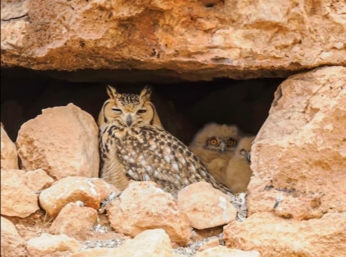 Conservation Efforts for Rock Eagle Owl