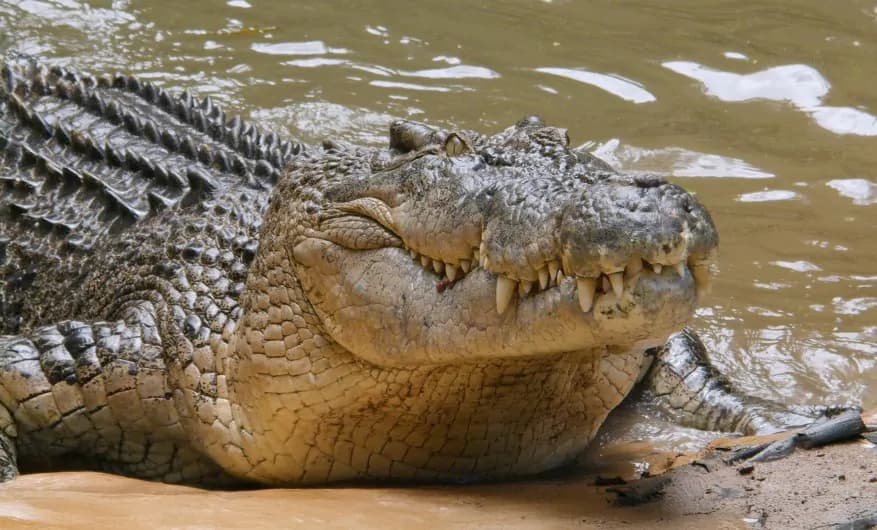 Odisha's Crocodile Population Increase Survey