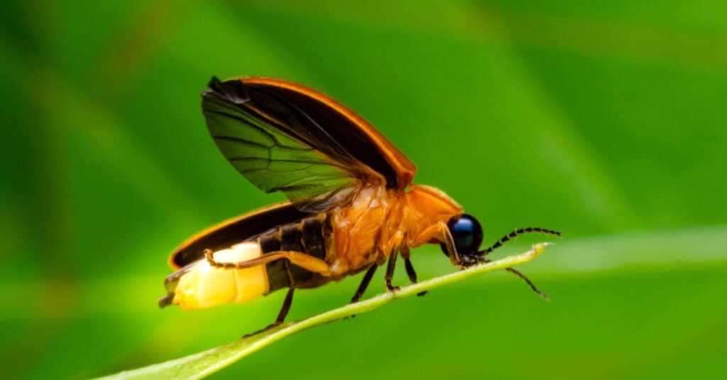 Checklist of Fireflies in India