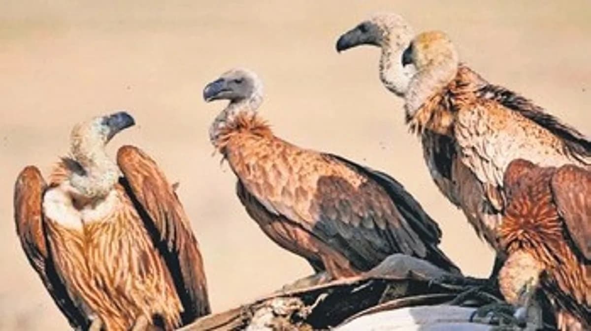 First Slender-Billed Vultures Released