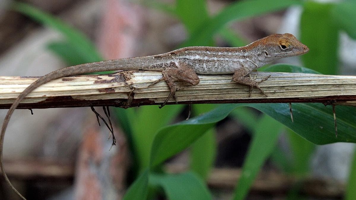 Evolution of Lizards Post Hurricanes