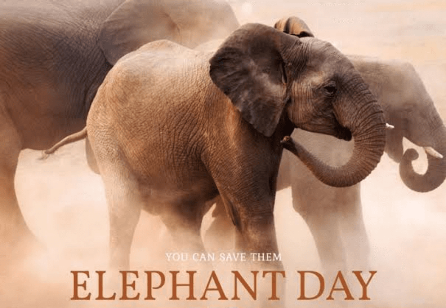 World Elephant Day Celebrates Conservation Efforts