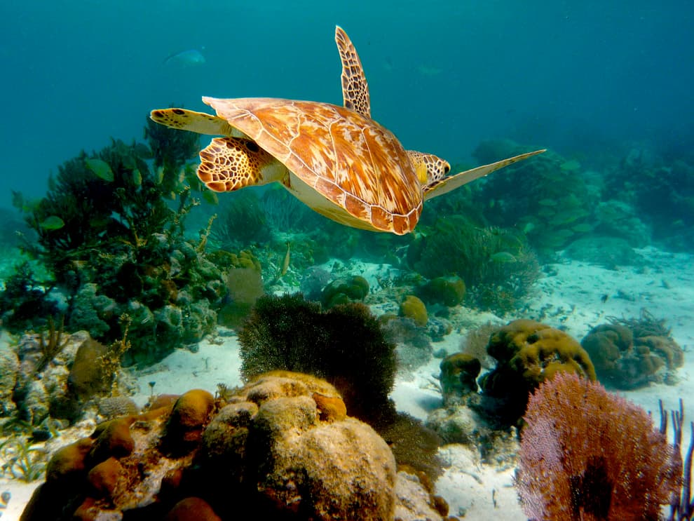 India's Marine Resource Management Program