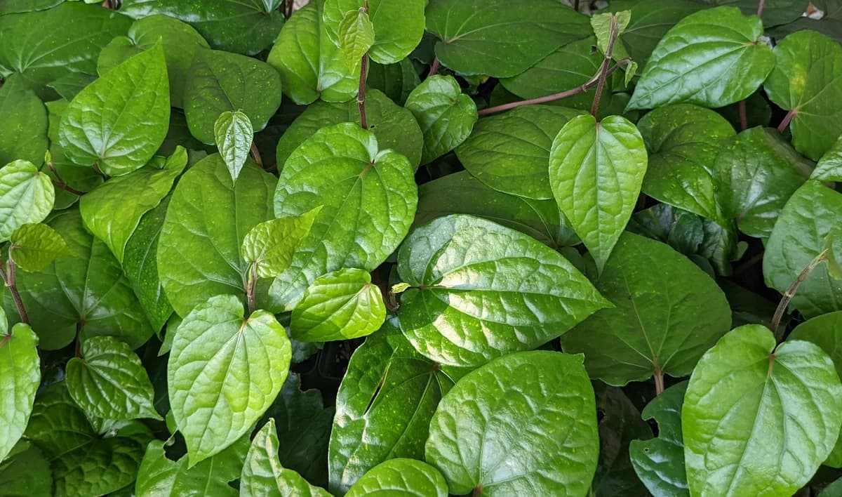 Cultural Significance of Betel Leaf