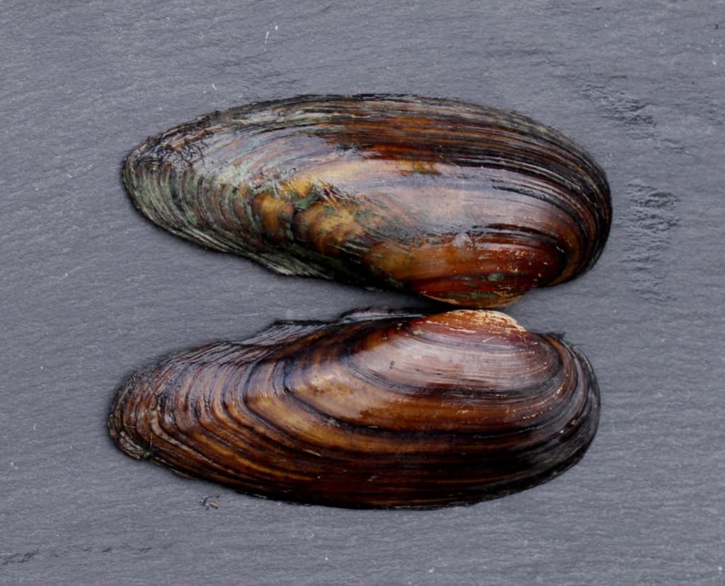 Dredging to Control Invasive Mussels