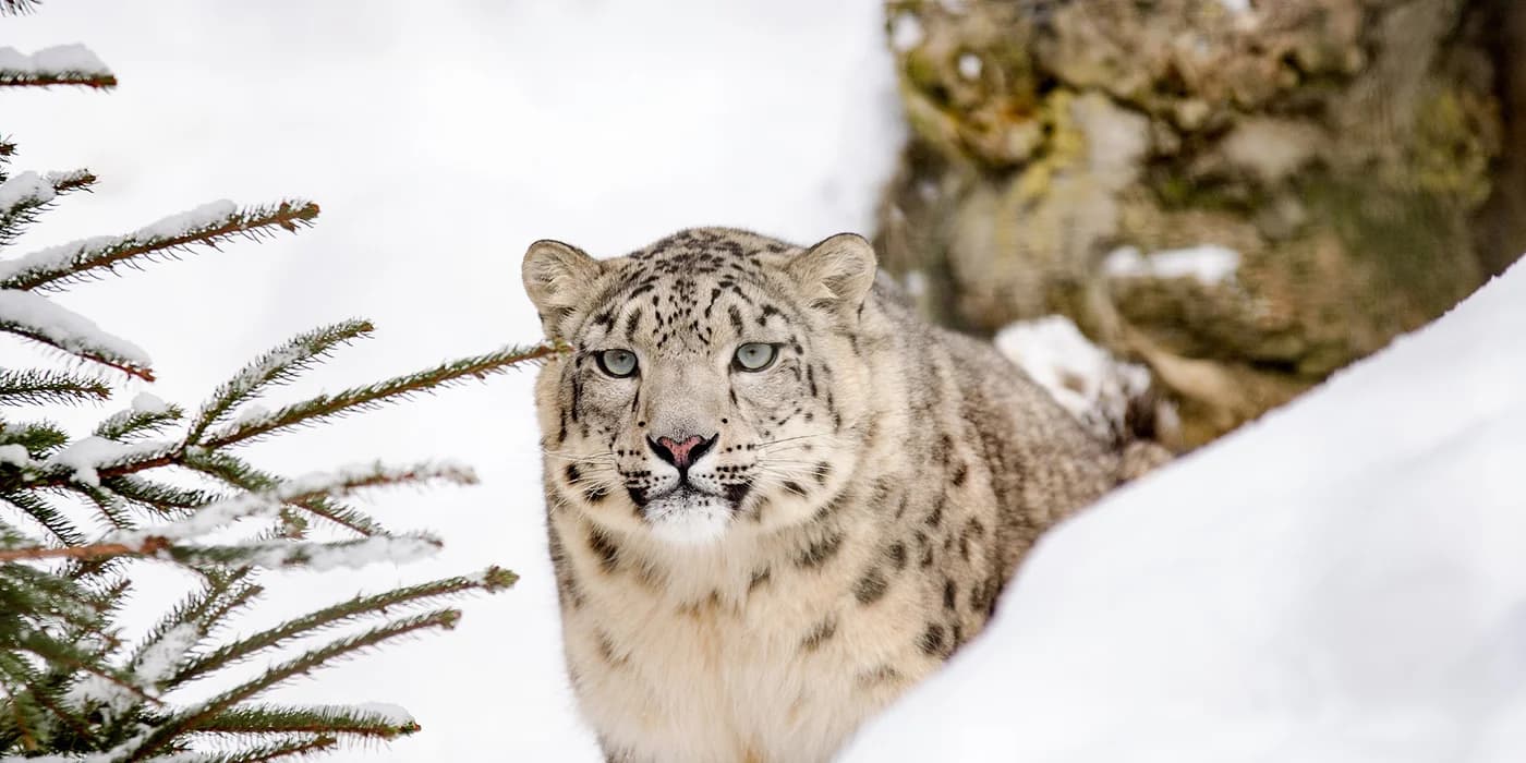 India's Efforts in Snow Leopard Conservation