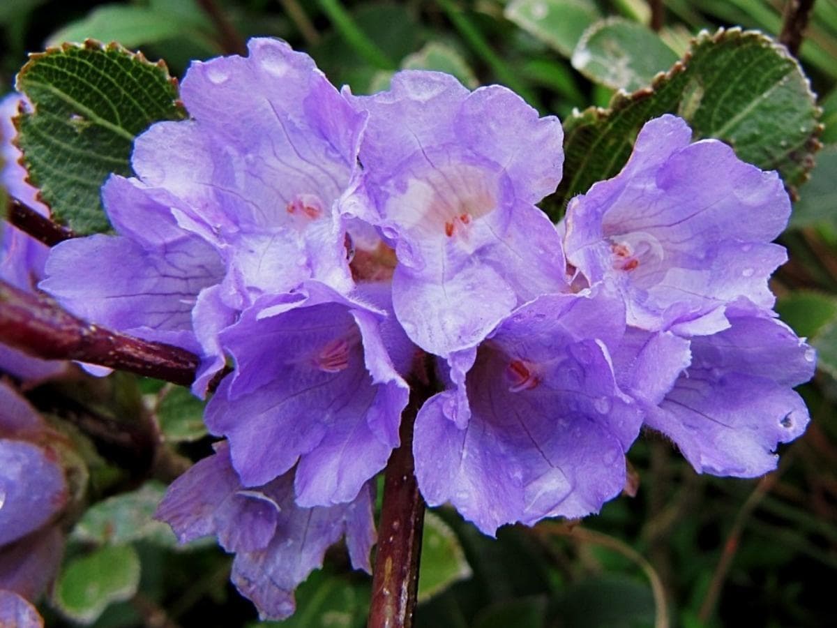 Rare Blue-Violet Flowers in Kudremukh