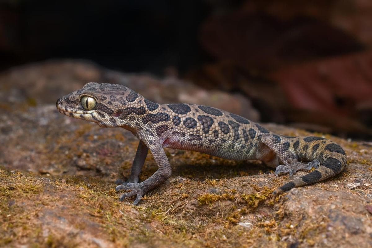 Conservation Threats to Jeypore Gecko